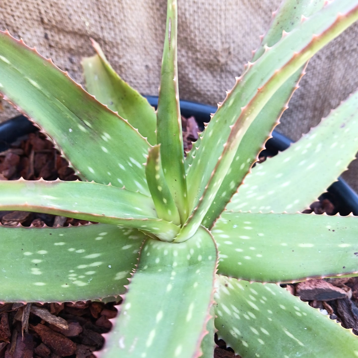 Aloe rooikappe - 5ga