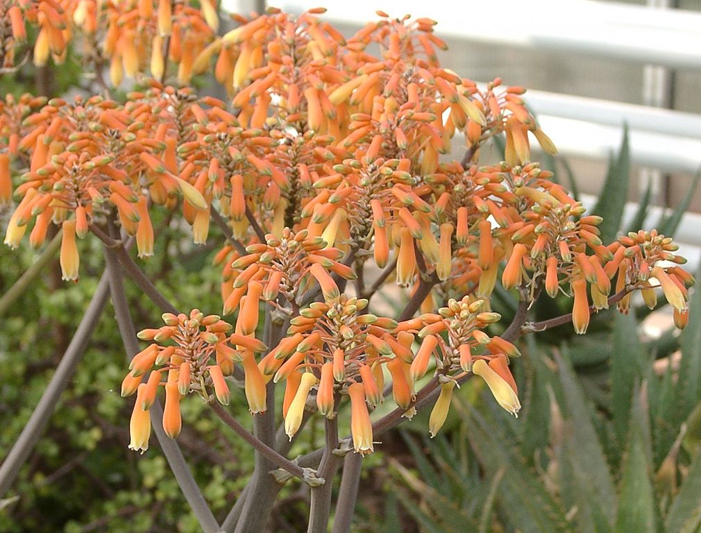 Aloe striata - 4in