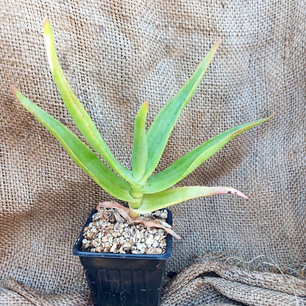 Aloe thraskii