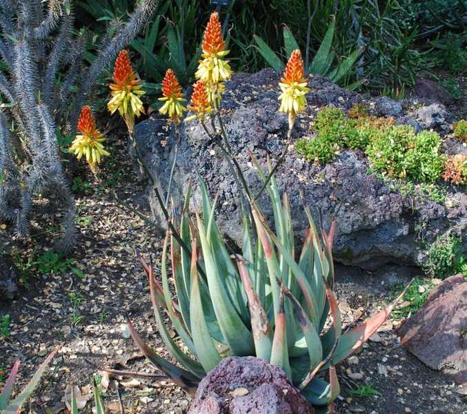 Aloe wickensii - 1ga