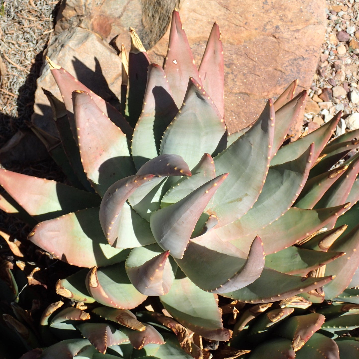 Aloe comptonii - 4in