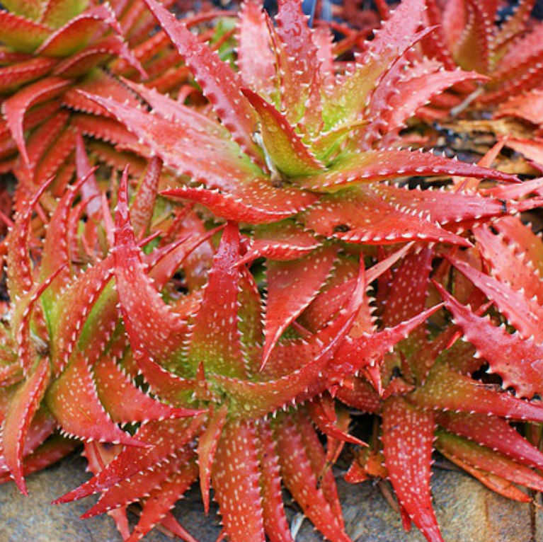 Aloe dorothea "Crimson" - 4in