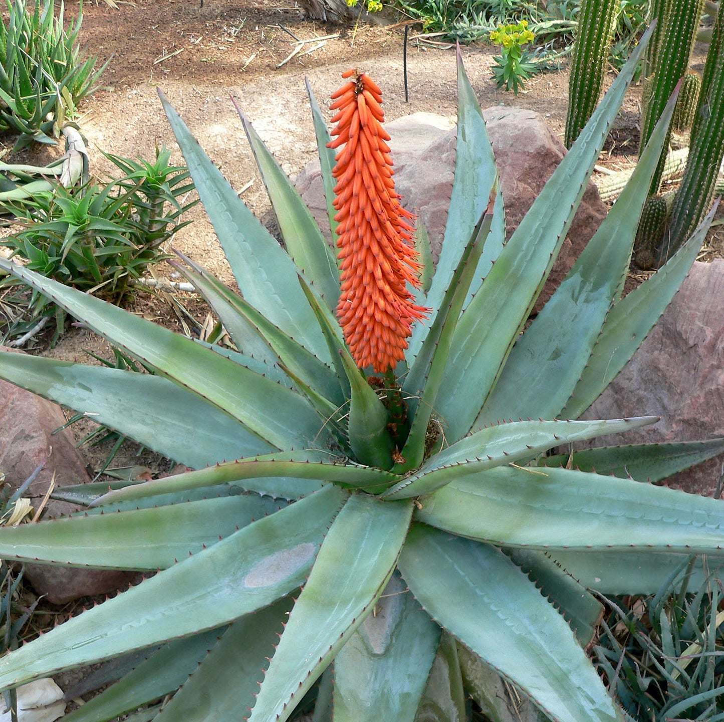 Mature Aloe ferox in landscape