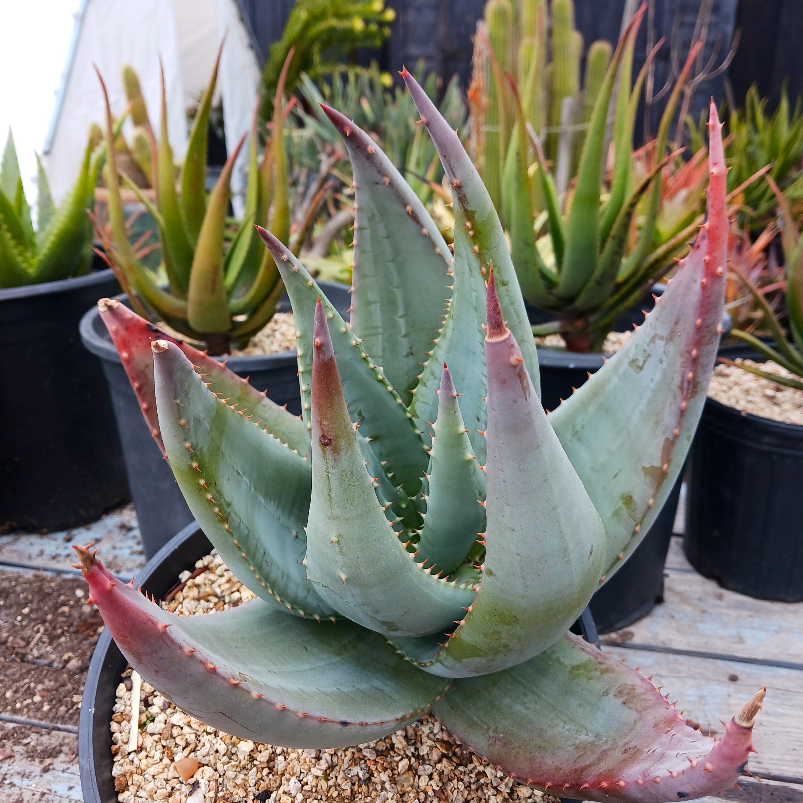 rare aloe vera plants Aloe gerstneri