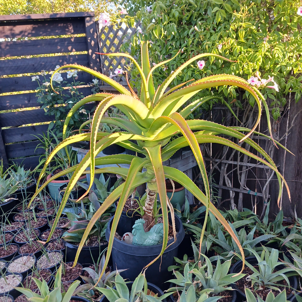 Aloe helenae in a 15 ga nursery container