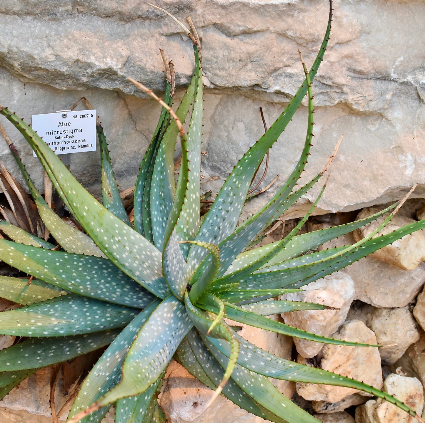 Aloe microstigma - 4in