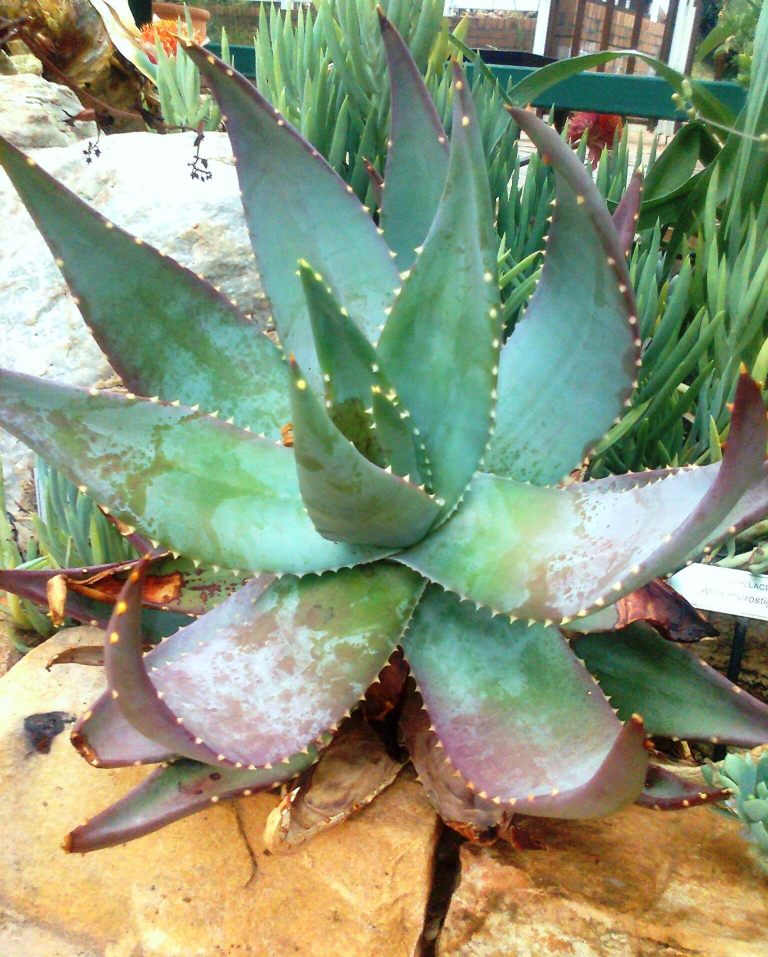Aloe microstigma - 4in