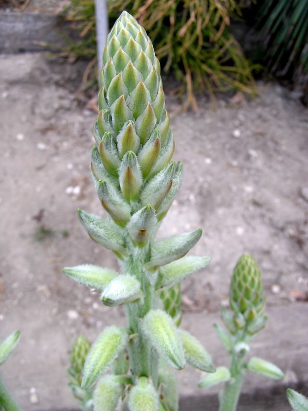 Aloe tomentosa - 1ga