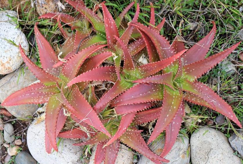 Mature Aloe "Cynthia Giddy" in landscape