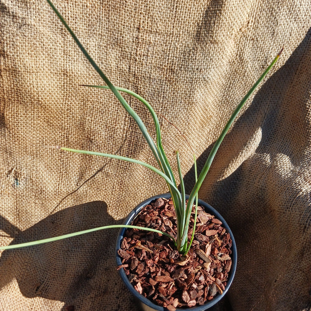 Hesperaloe parviflora - 1ga
