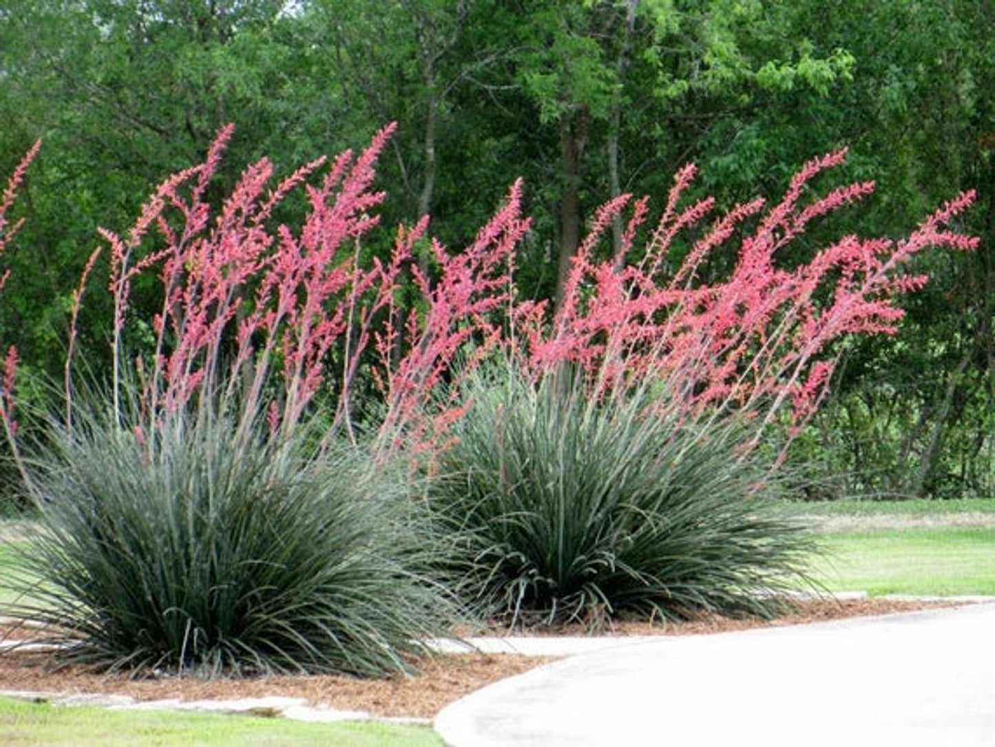 Hesperaloe parviflora in landscape
