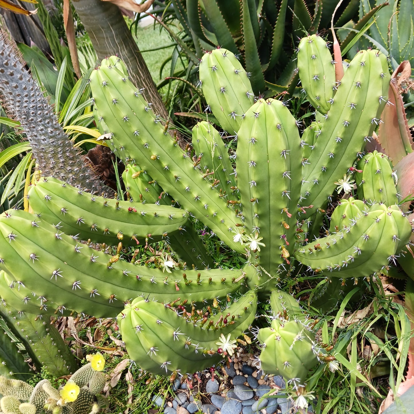 Myrtillocactus geometrizans "San Bartolo" - 1ga