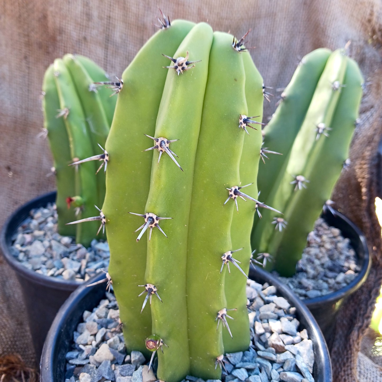 Myrtillocactus geometrizans "San Bartolo" - 1ga