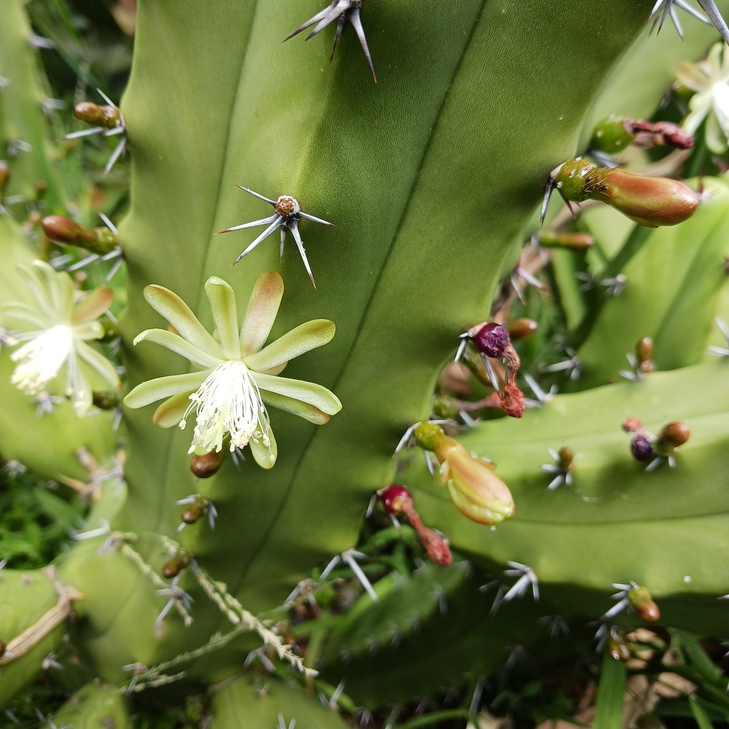 Myrtillocactus geometrizans "San Bartolo" - 1ga