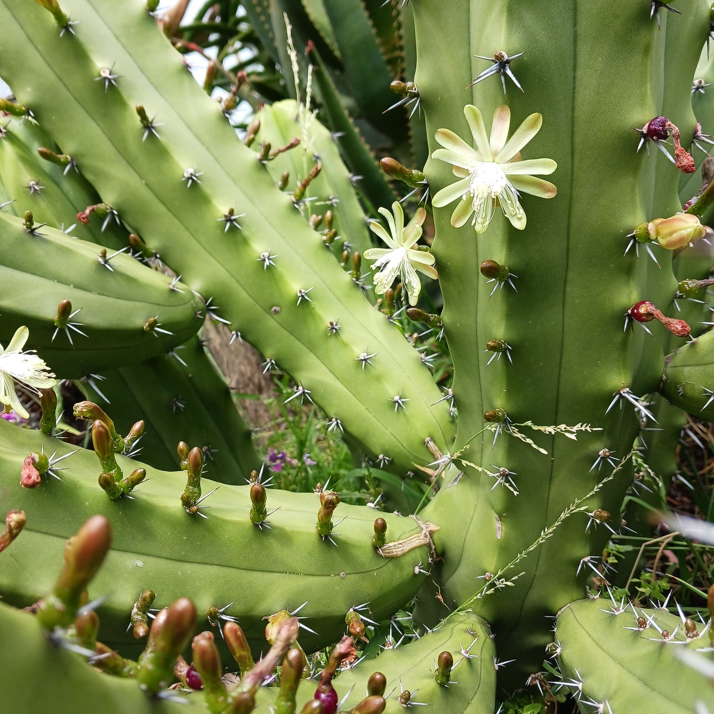 Myrtillocactus geometrizans "San Bartolo" - 1ga