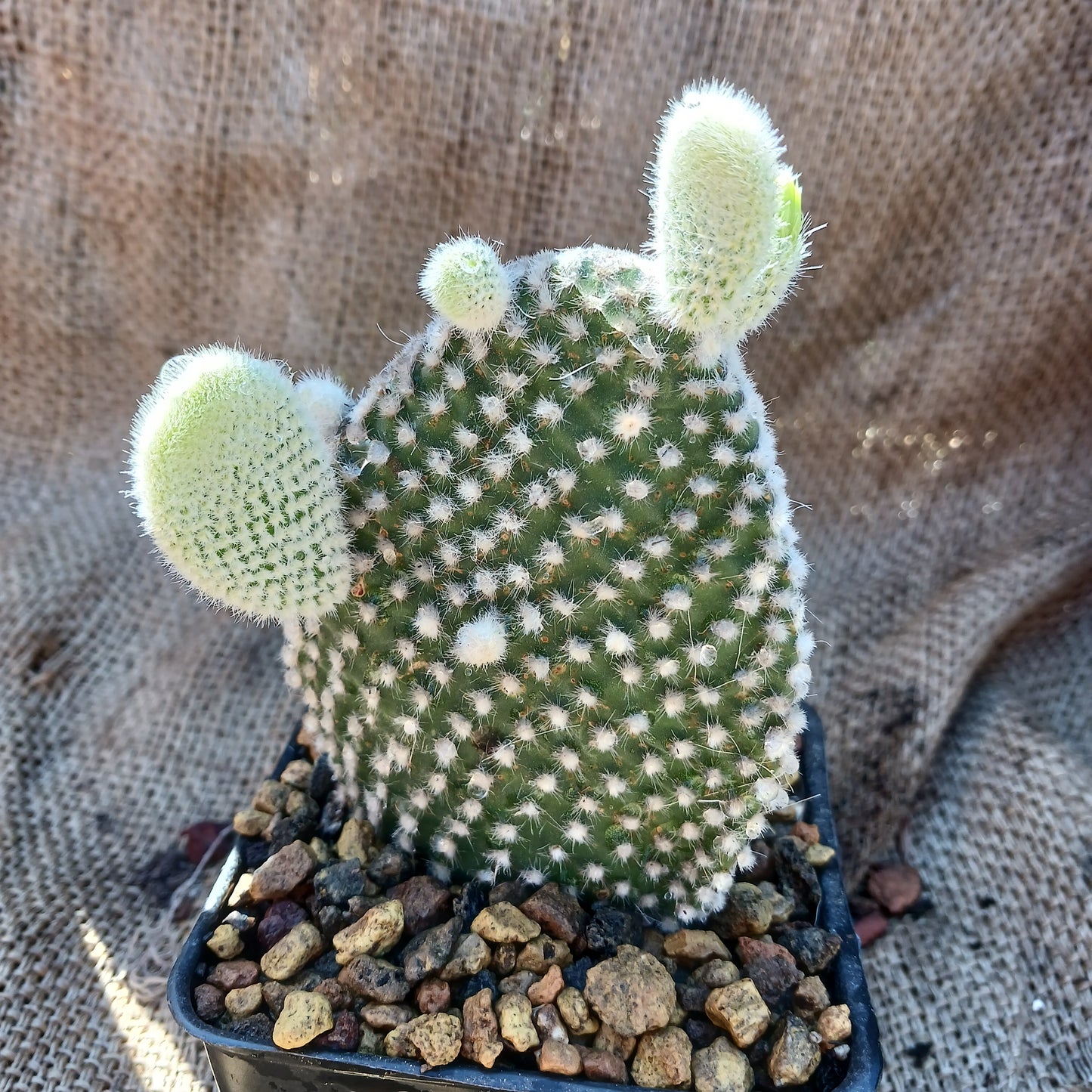 opuntia microdasys albispina