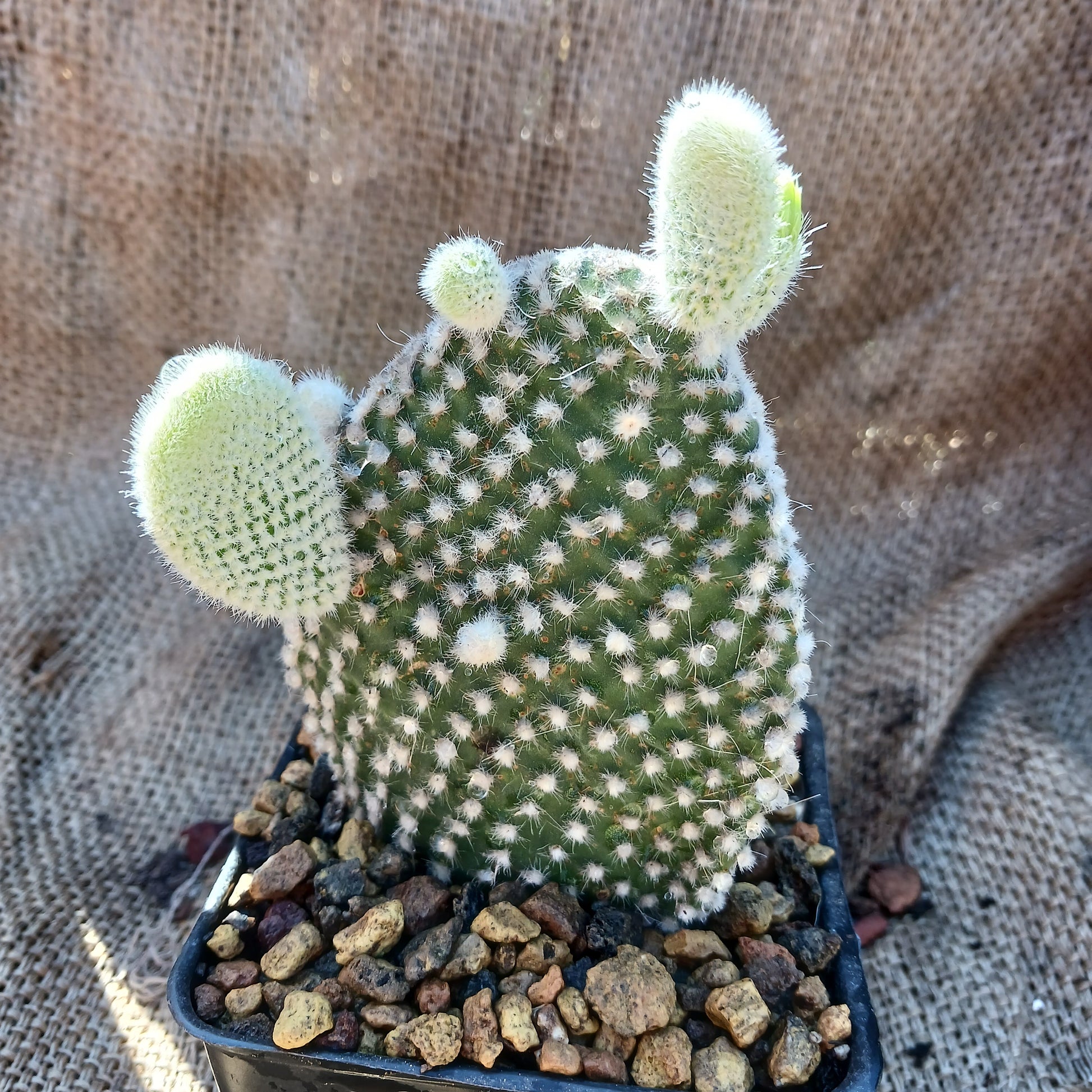 opuntia microdasys albispina