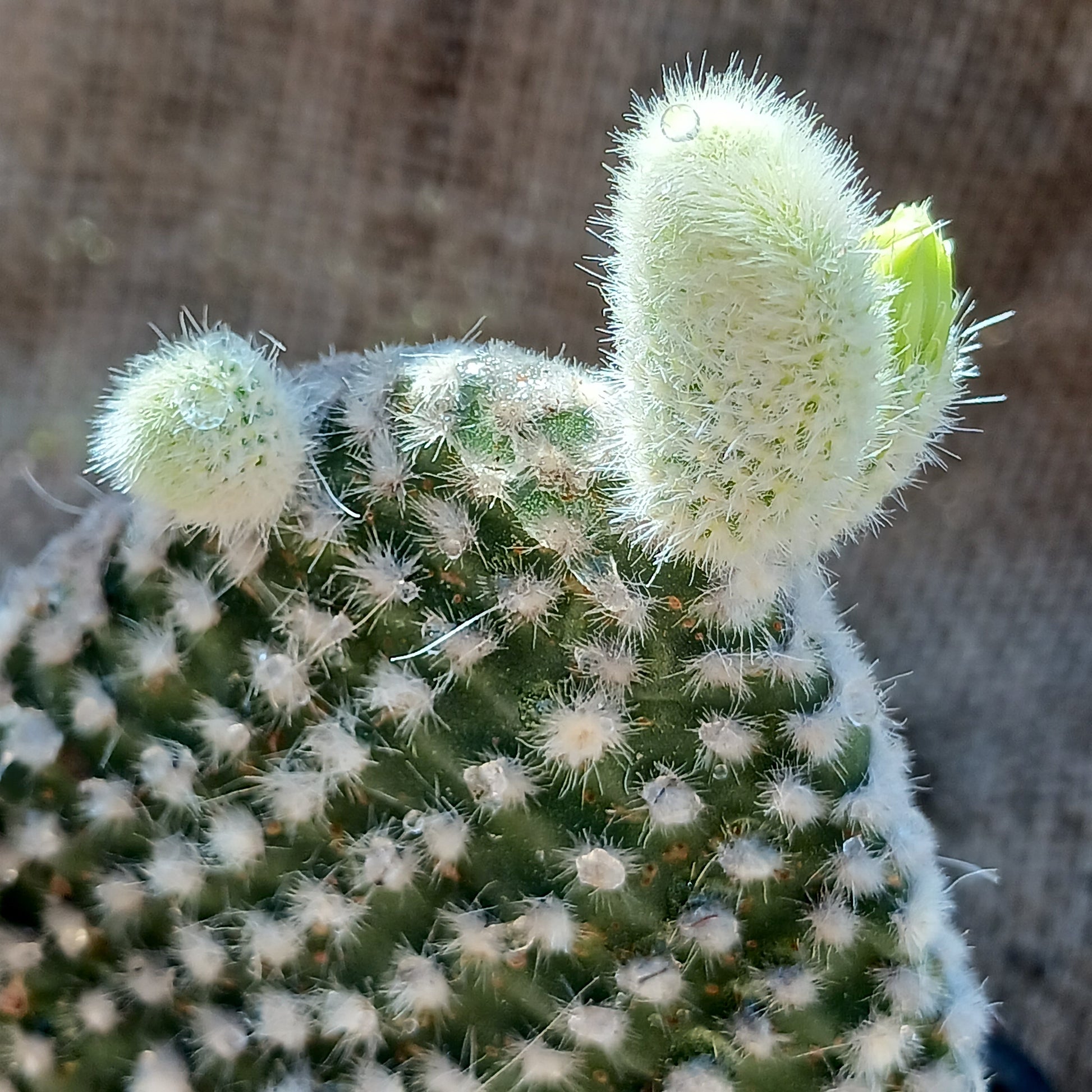 opuntia microdasys albispina close up shot