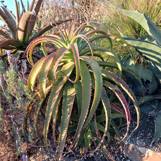 Types of Aloes for use in Garden Design