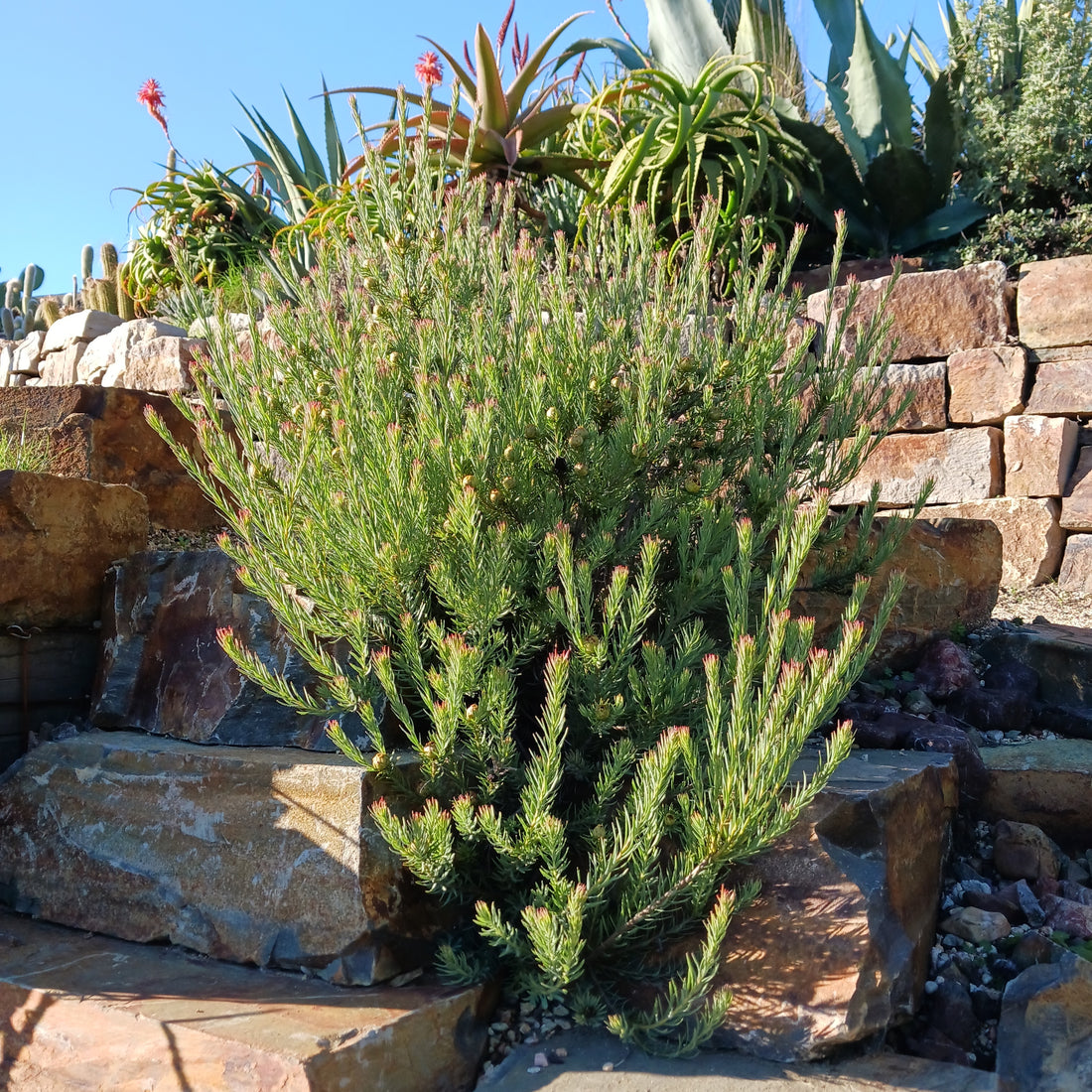 10 Companion Plants for Aloes in the Dry Garden
