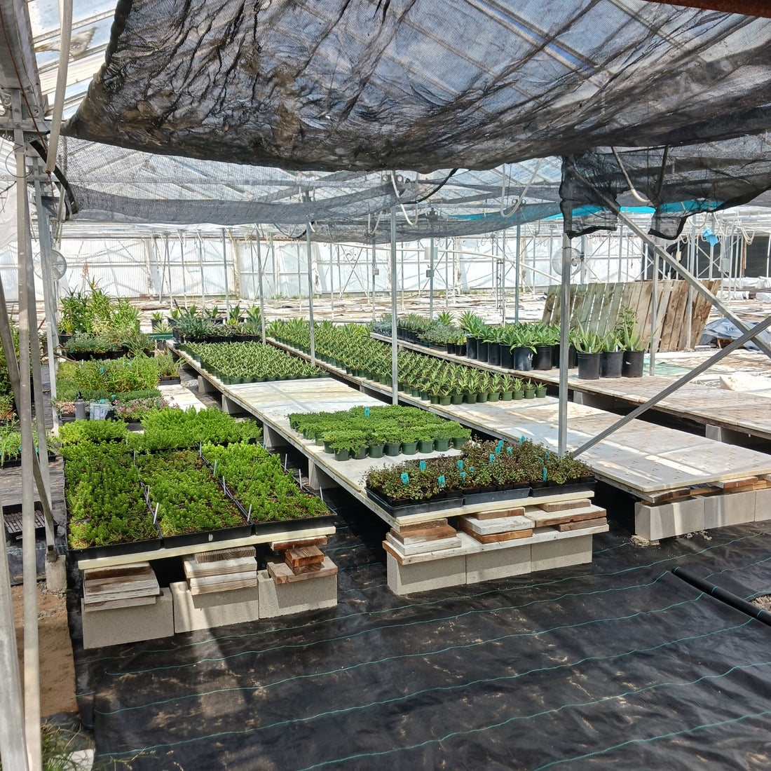 Expanding Capacity at the Greenhouse