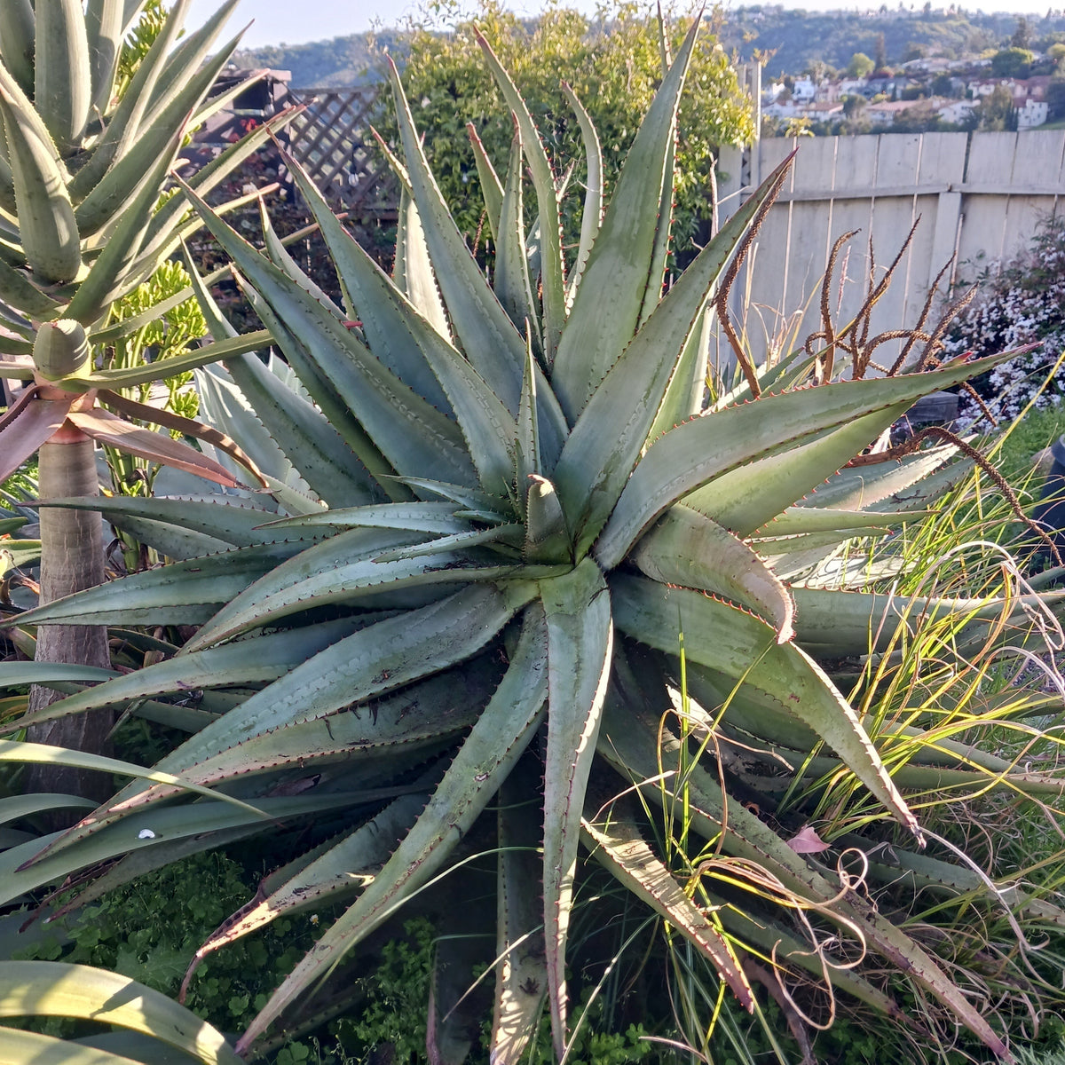 Caring for Aloe ferox: Notes from the Nursery and Garden – dryoasisplants