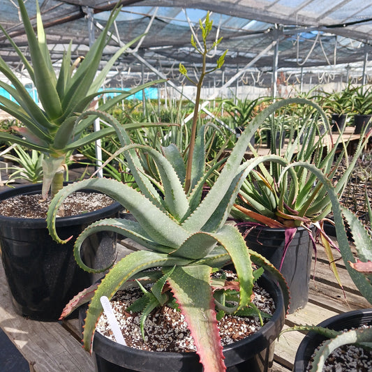 Aloe labworana showing its characteristic recurved, speckled leaves and red-flushed margins in full sun.
