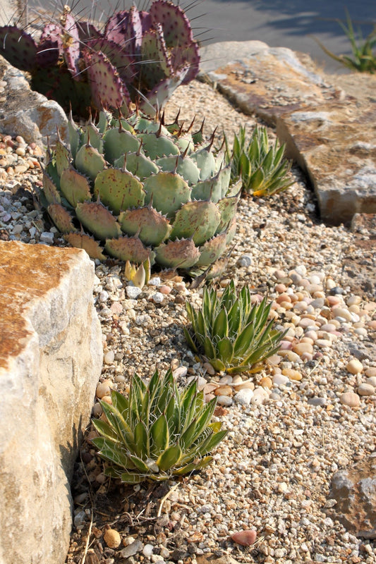 Small, compact agave plants for containers, patios, and courtyards