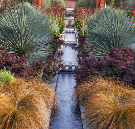 Yucca plants next to a water feature in a garden