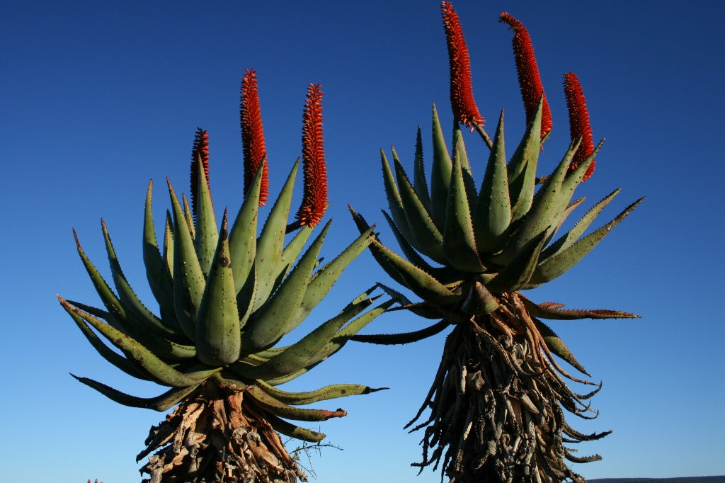 Pick some of the Best Large Aloes for the Dry Garden