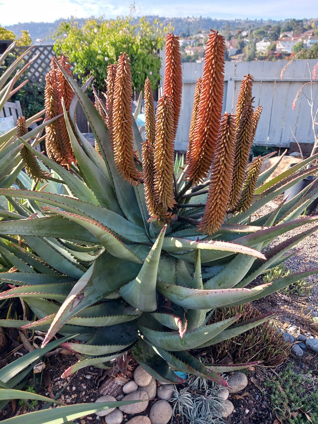 Aloe ferox Benefits: Skin Care, Medicinal Uses, Growing Tips & How It Compares to Aloe vera