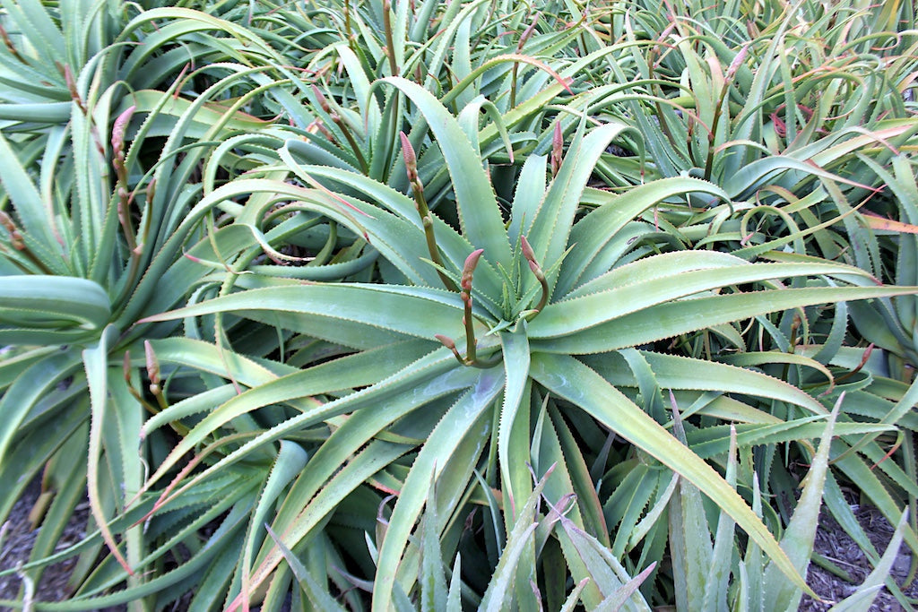 Aloe "Pink Perfection" a likely Aloe arborescens hybrid