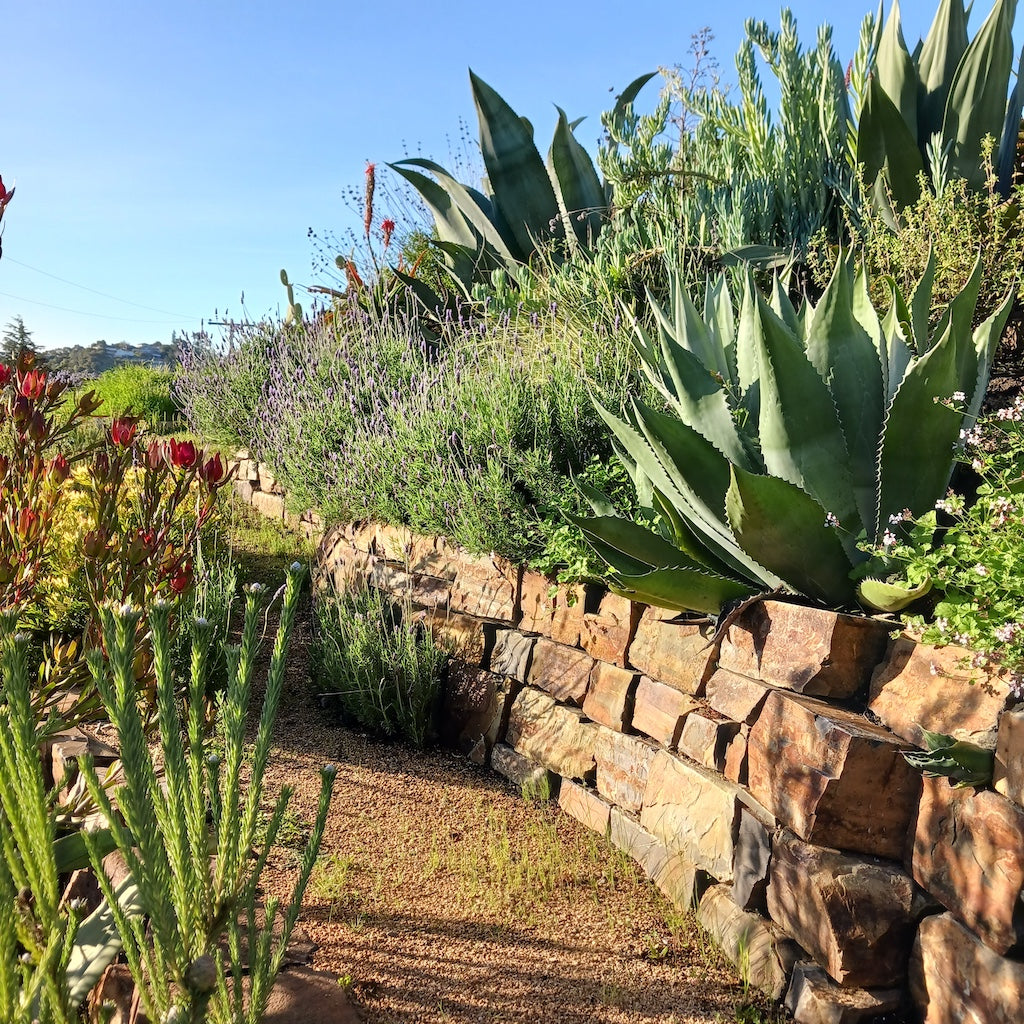 Dry garden with Agave, lavender, Pelargonium, and Leucadendron above a natural stone wall