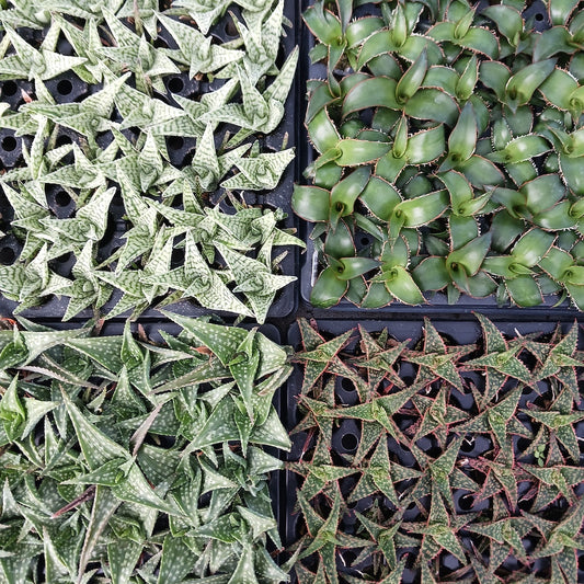 Check out our latest shipment of plant starts