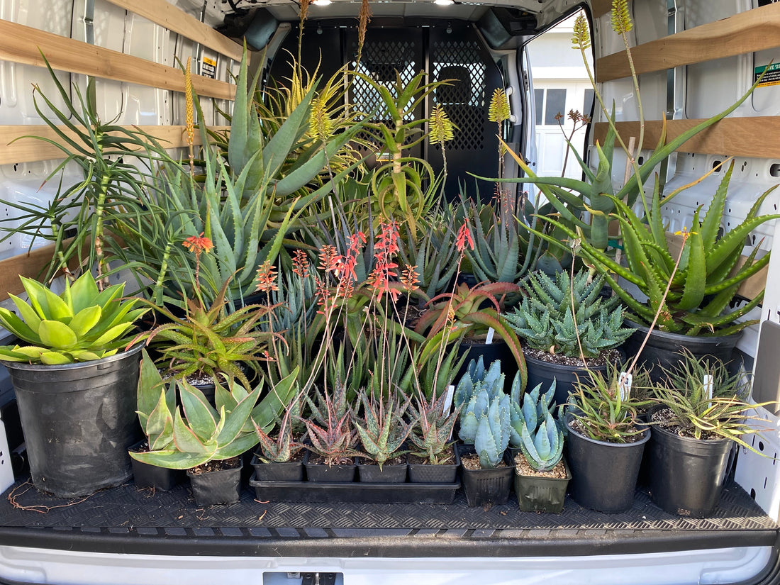 A van full of Aloes and other plants