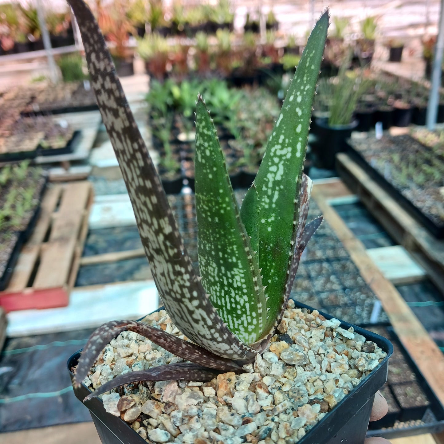 Aloe Chabaudii "Orange Burst" - 4in