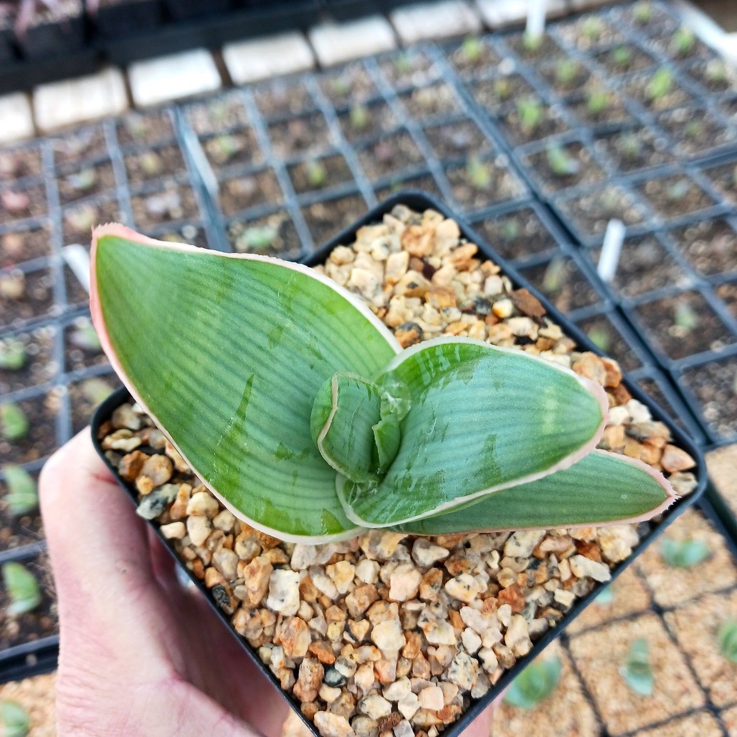 Aloe striata - 4in