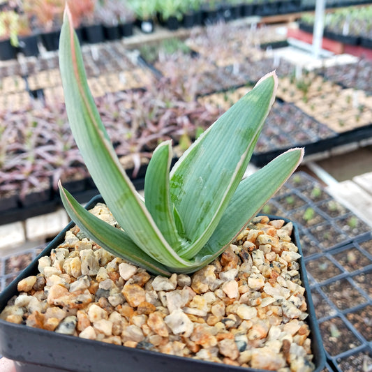 Aloe striata - 4in