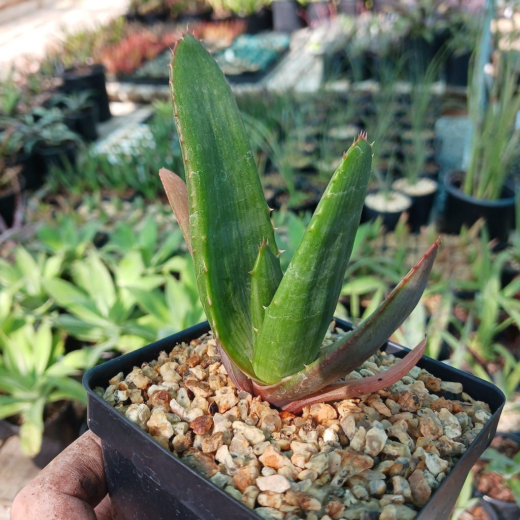 Aloe marlothii - 4in