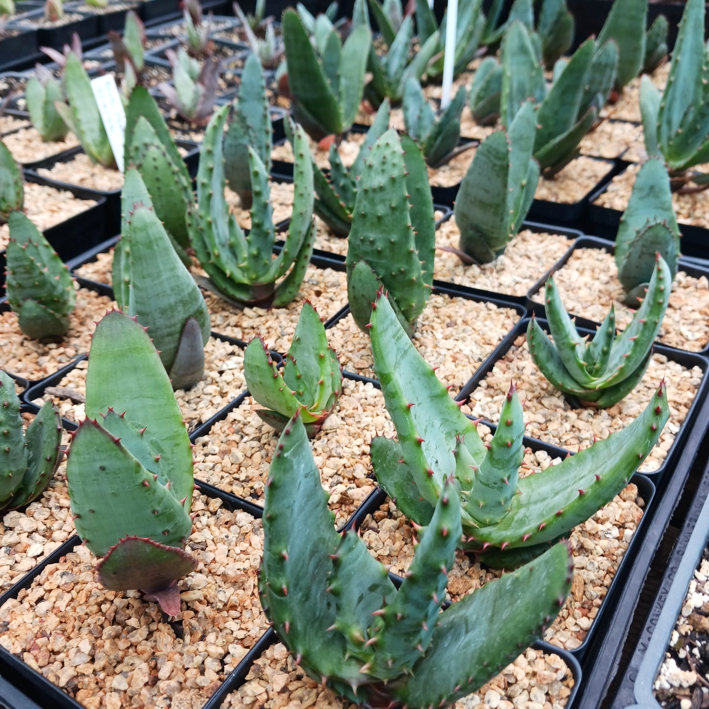 Aloe ferox - 4in