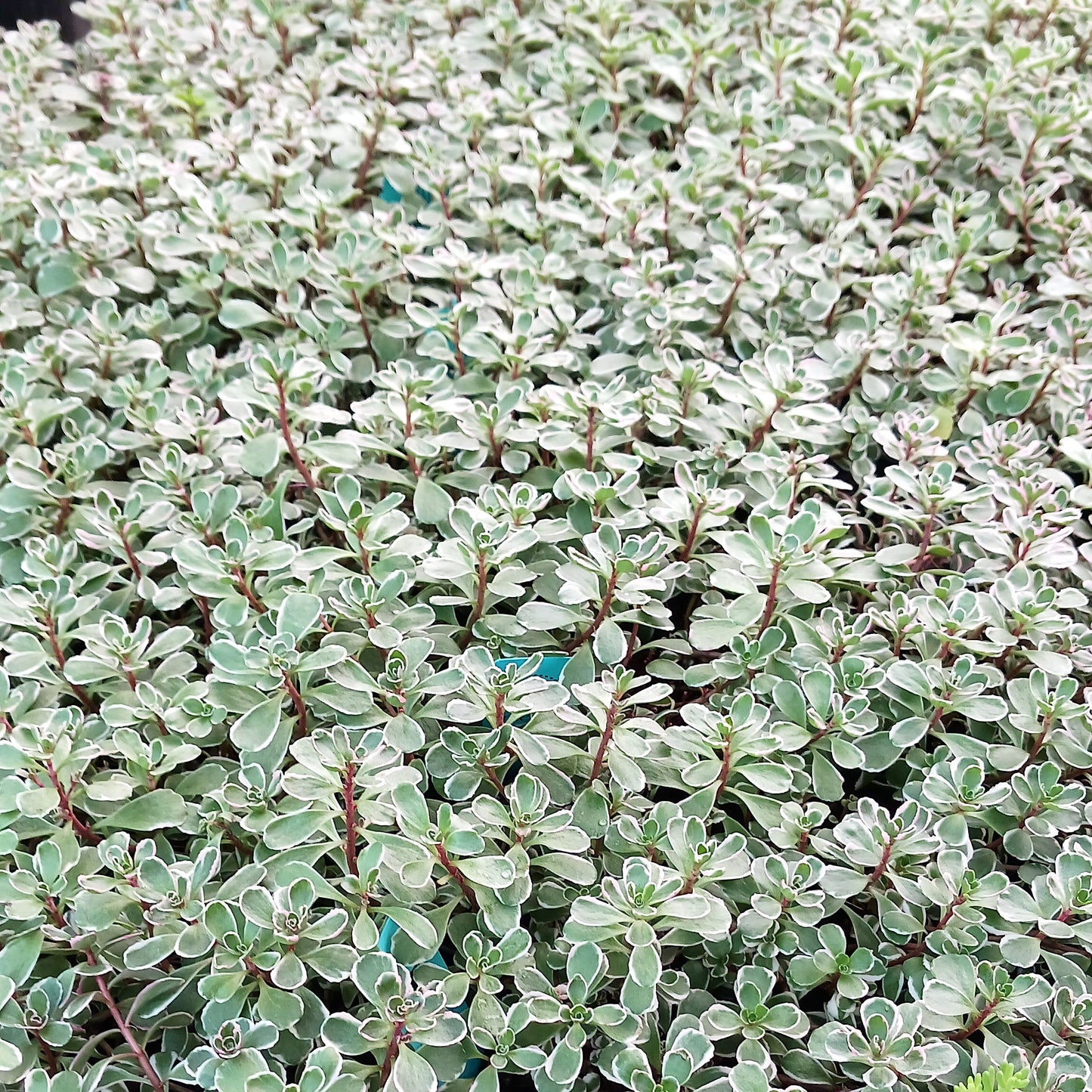Sedum spurium "Tricolor" - 4in