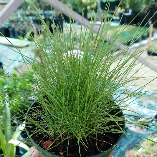 Deschampsia caespitosa - 4in