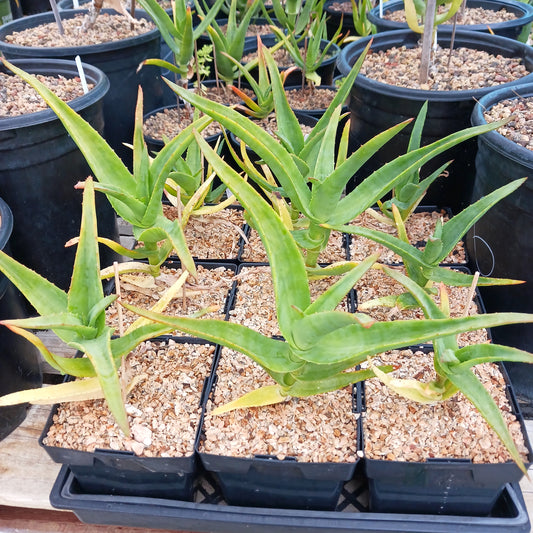 Aloe thraskii - 6in