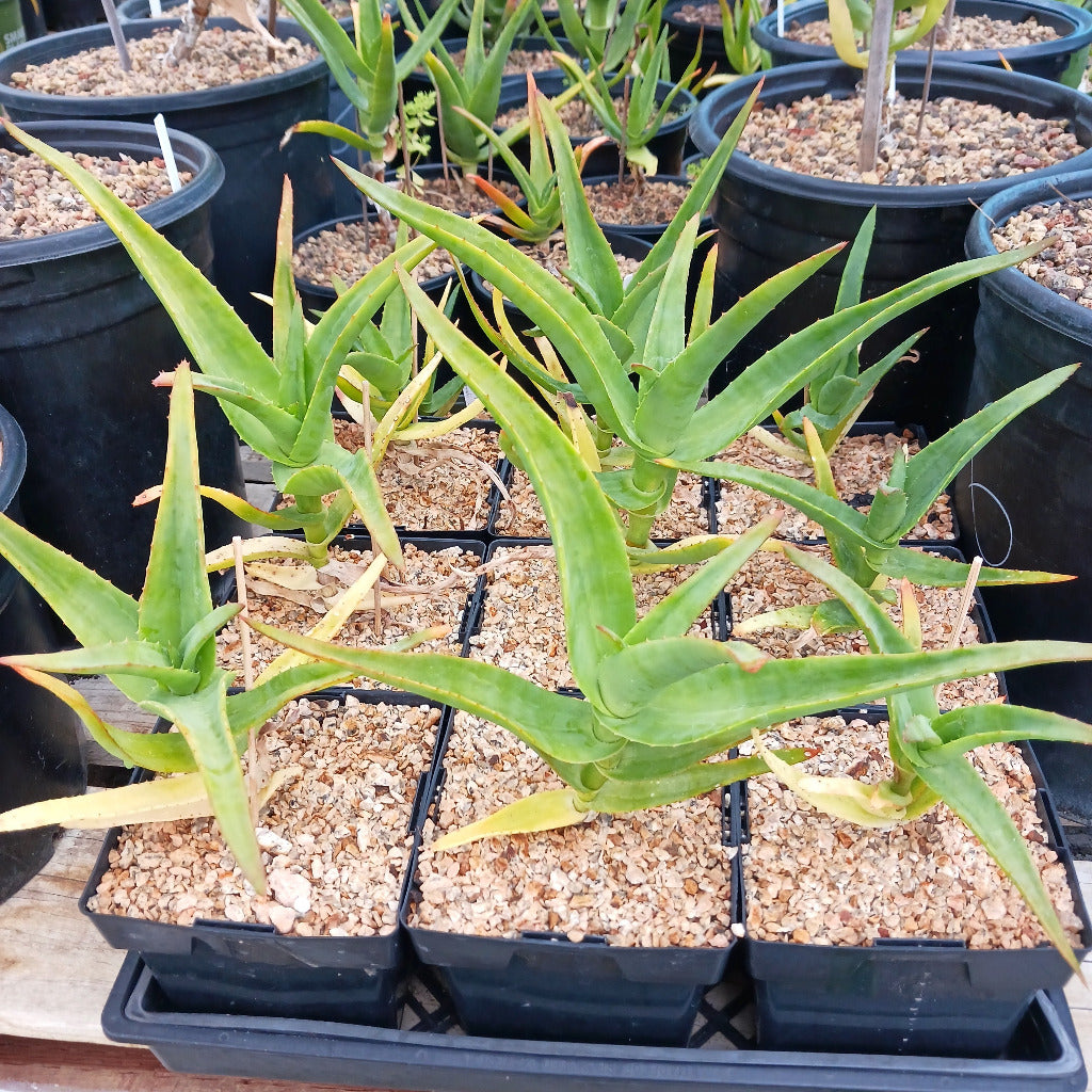 Aloe thraskii - 6in