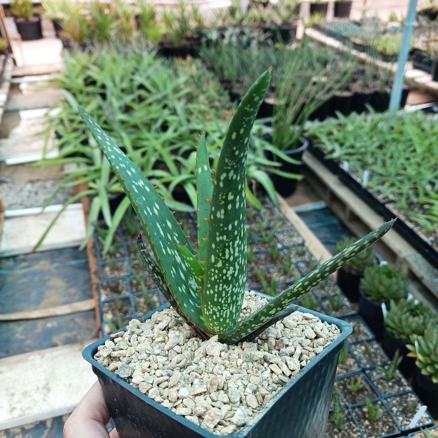 Aloe camperi "Cornuta" - 4in