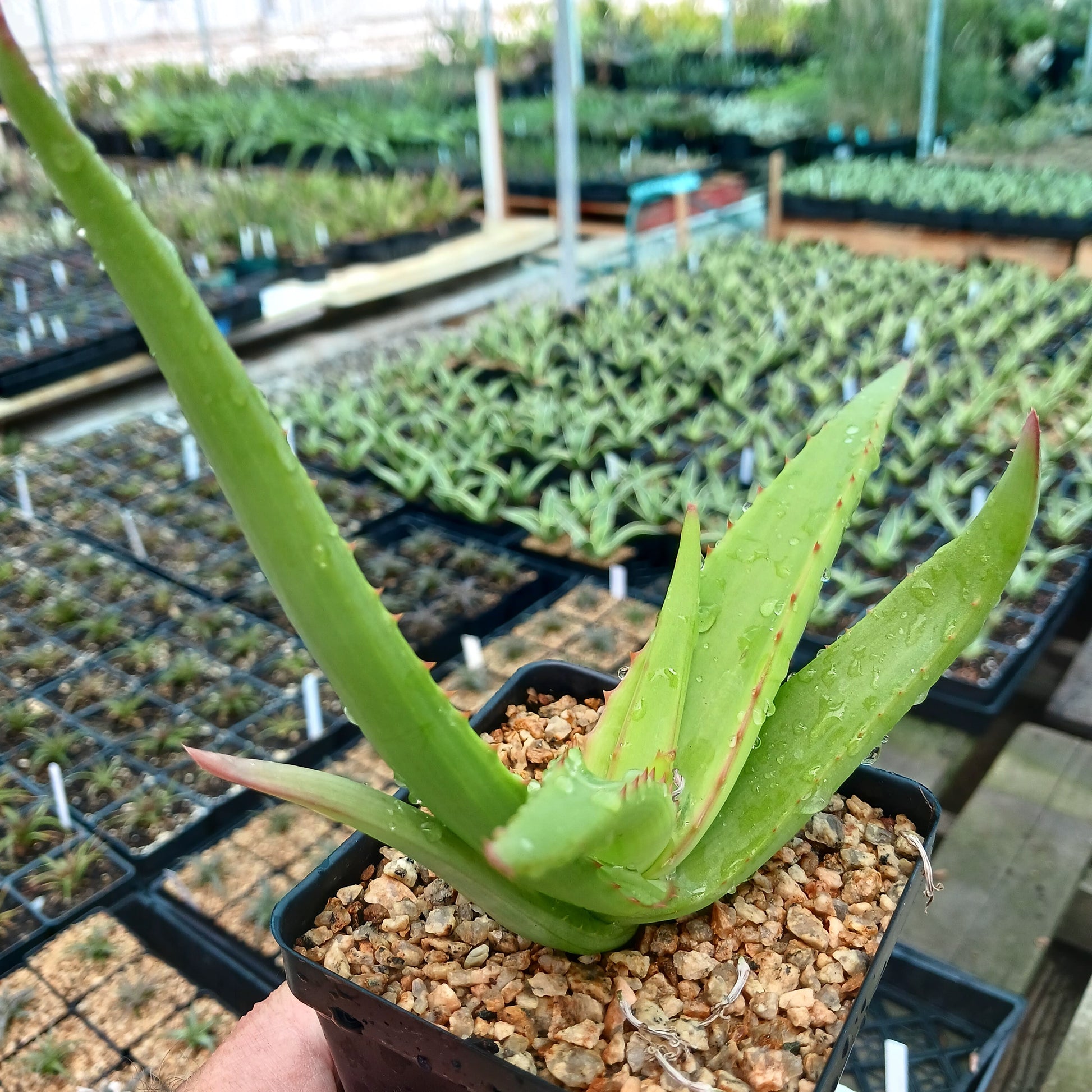 a young Aloe vanbalenii