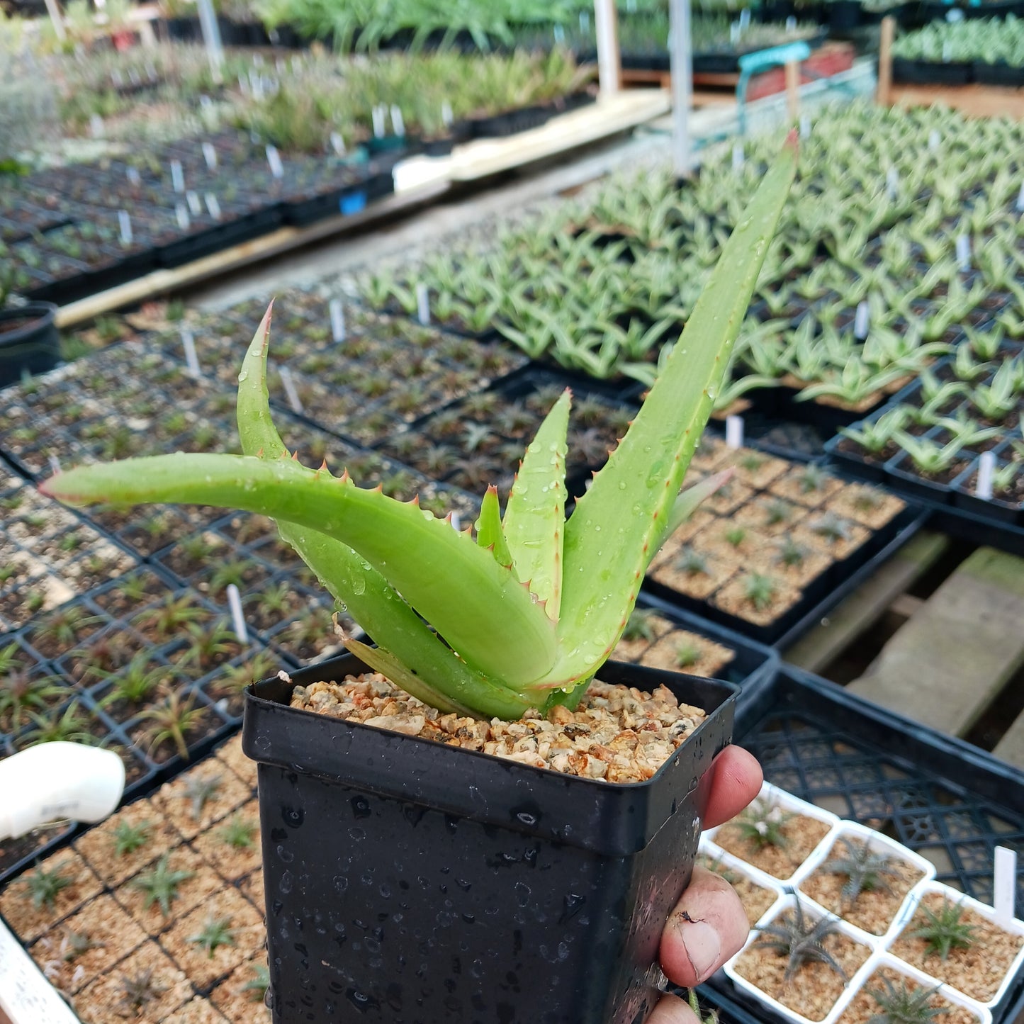 Aloe vanbalenii - 4in