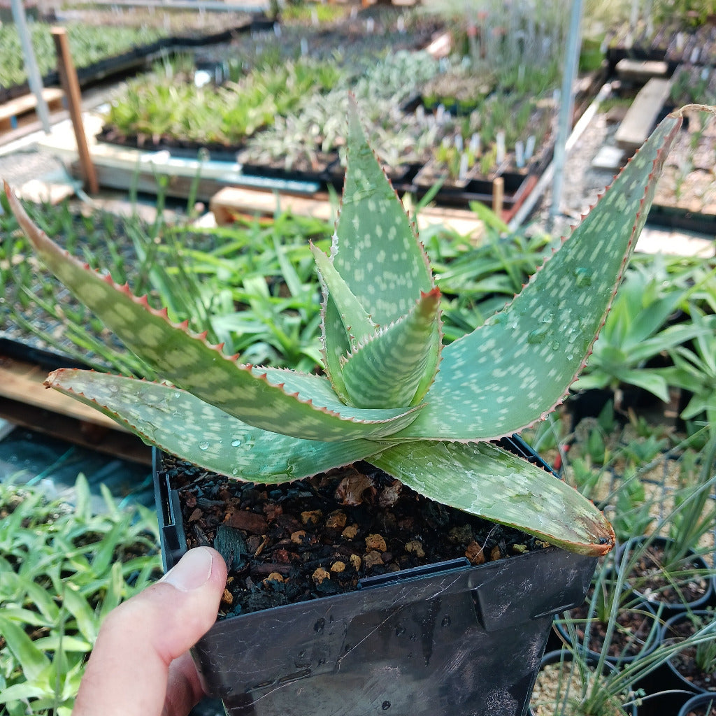 Maculate Maculate Aloe - 6in – dryoasisplants