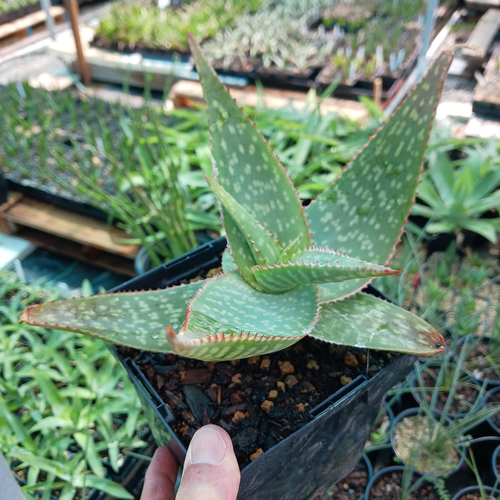 Maculate Aloe