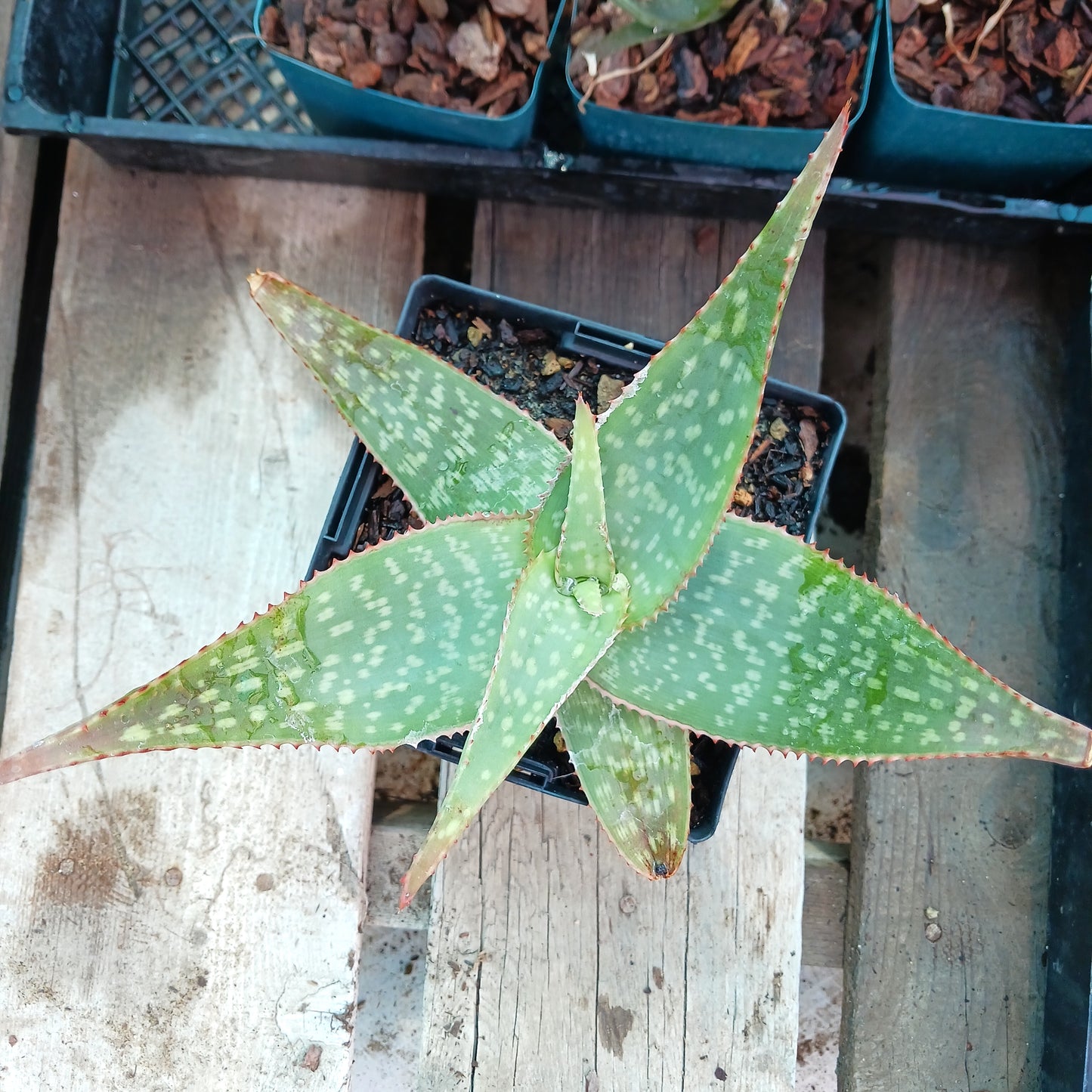 Maculate Aloe - 6in